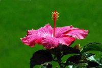 Hibiscus