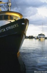 Home Port, Menemsha