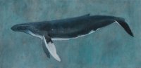 Study of a Humpback Whale