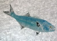 Bluefish