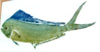 Mahi Mahi