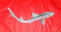 Dogfish Shark