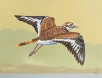 Killdeer Plover