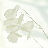 Silver Dollars - Lunaria