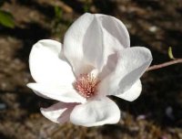 White Magnolia