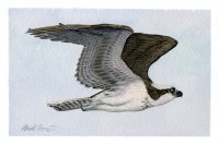 Osprey Soaring