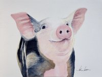 Pig