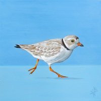 Piping Plover