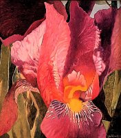 Red Iris