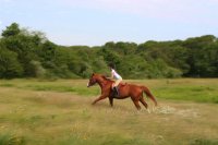 Riding Vineyard Fields