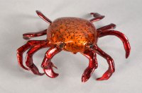 Sally Lightfoot Crab