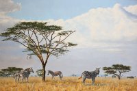 Savanna