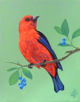 Scarlet Tanager