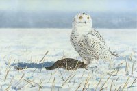Snowy Owl and Sharptail