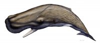 Sperm Whale