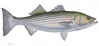 Striped Bass