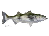 Striped Bass