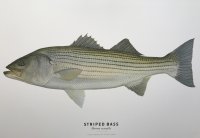 Striped Bass Poster