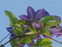 Summer Clematis