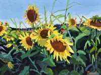 Sunflowers