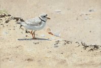 Survivor - Piping Plover