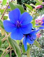 Blue Tubachina Garden Queen