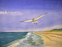 West Chop Tern