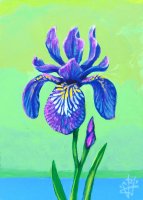 Wild Iris