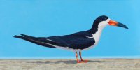 Black Skimmer