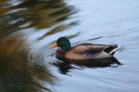 Mallard