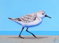 Sanderling