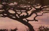 Serengeti Silhoutte, Tanzania