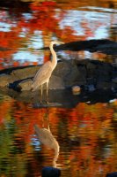 Blue Heron Reflections