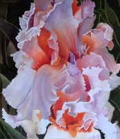 White Irises