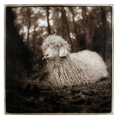 Janet Woodcock - Angora Goat