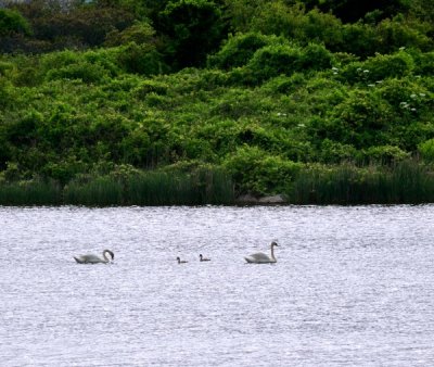 Tim Coy - Squibnocket Pond 