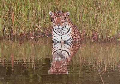 Jeanne Campbell - Brazilian Jaguar