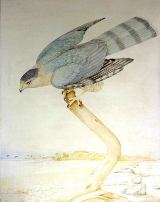 George Brown - Cooper's Hawk