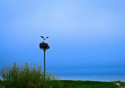 Tim Coy - Ospreys At Lobsterville 