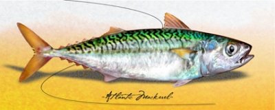 Charles Giordano - Atlantic Mackeral