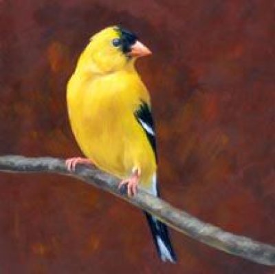 Caryn King - Goldfinch