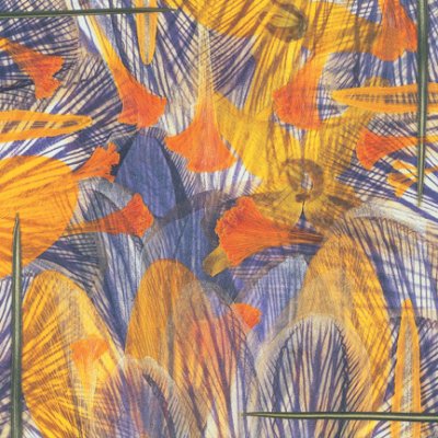 Peggy Turner Zablotny - Criss Cross Crocus