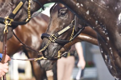 Louisa Gould  - Horses of the Kentucky Derby 