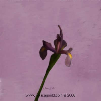 Louisa Gould - Iris