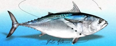 Charles Giordano - False Albacore