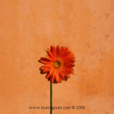 Louisa Gould - Gerber Daisy