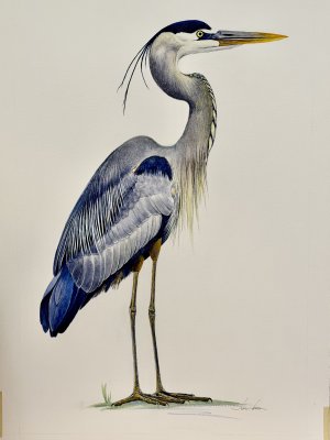 Julien Jarreau - Great Blue Heron (Formal)