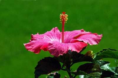 Jeanne Campbell - Hibiscus