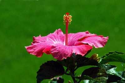 Jeanne Campbell - Hibiscus