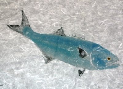 Steve London - Bluefish